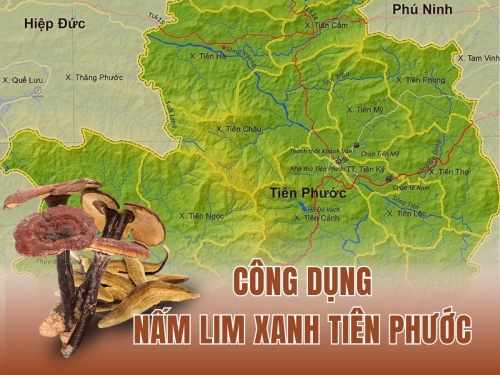 Công dụng nấm Lim Xanh Tiên Phước: Vì sao được ví như “thần dược” xứ Quảng?